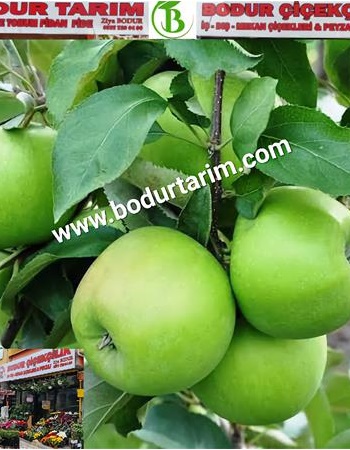 2 Yaşında Yarı Bodur Aşılı Tüplü Topraklı Mayhoş Granny Smith Yeşil Elma Meyve Fidanı